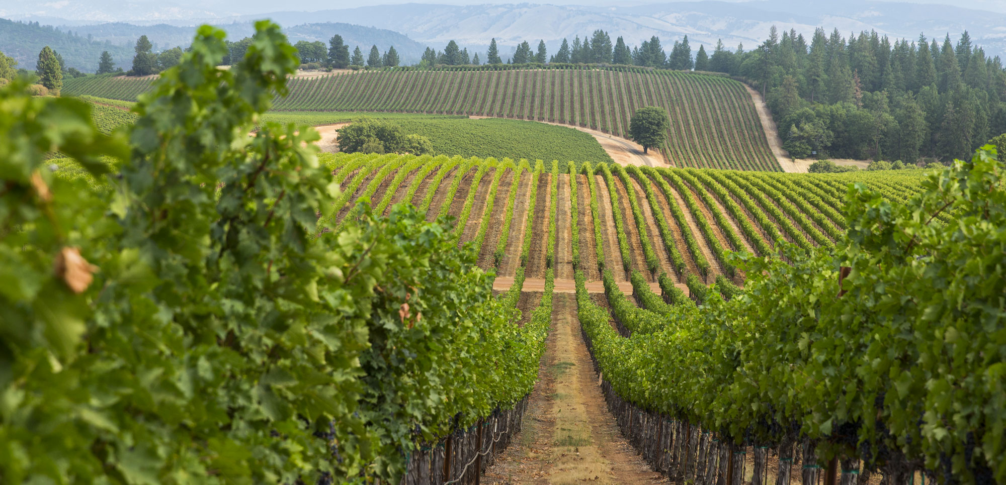 Ej gallo winery online